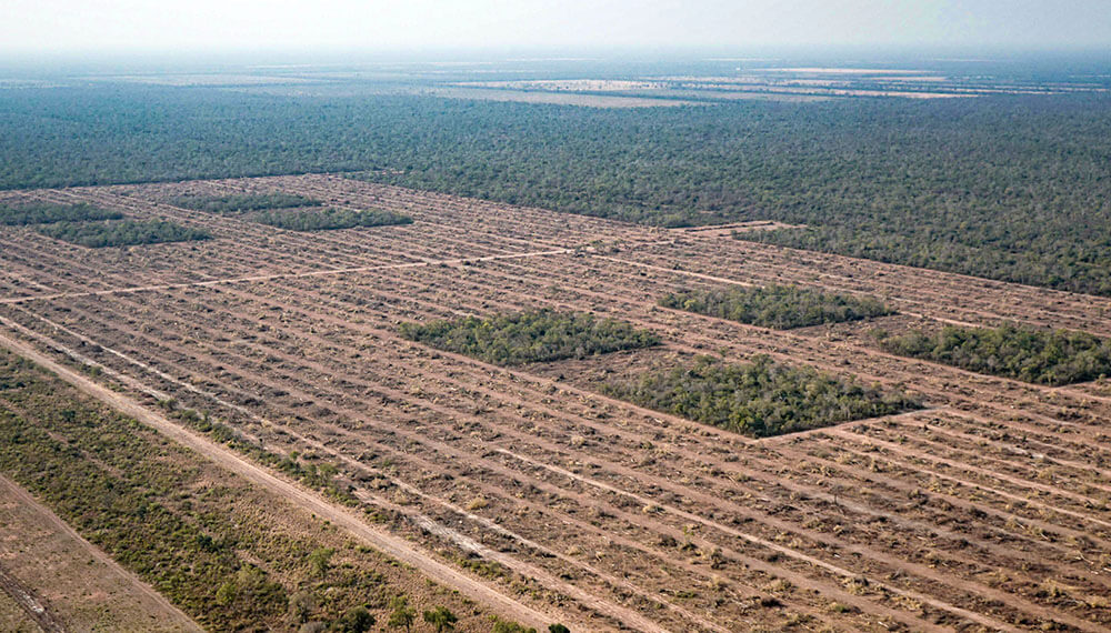 Con Esta Tasa De Deforestaci N En A Os Nos Quedamos Sin Bosques