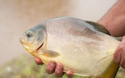 Encaran el desafío de producir los peces que demanda el mundo