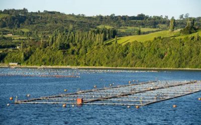 Chile acude a la justicia ambiental por el escape de 690 mil salmones