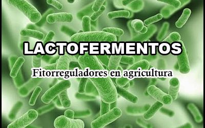 Lactofermentos, fitorreguladores en agricultura.