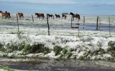 Santa Fe: el granizo destruyó cultivos en campos del departamento San Jerónimo