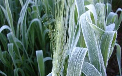 Bajas temperaturas registradas en el centro y sur de Buenos Aires podrían afectar lotes espigados