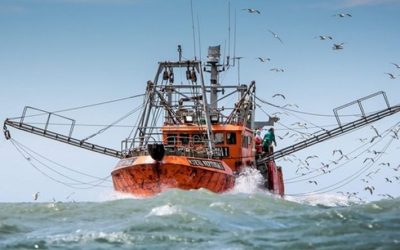 El consejo Federal Pesquero estableció los permisos de captura máxima en 2019