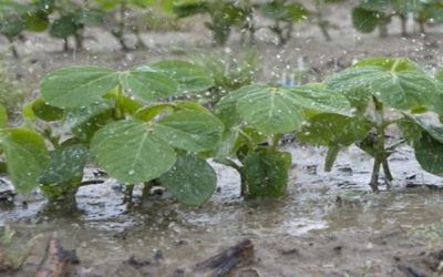 En 9 días, el 22% de la región pampeana recibió lluvias que superan la media de todo diciembre