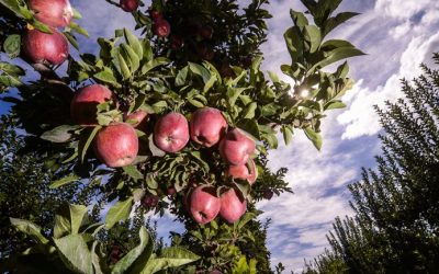 Las manzanas orgánicas les dan vida a las chacras