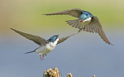 El cambio climático incrementa notablemente la pelea entre aves