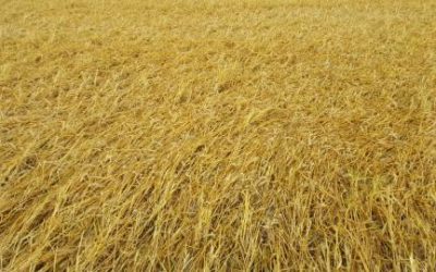 Temporal arrasó con el trigo en el sur bonaerense y causó destrozos en silos