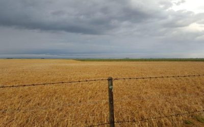 Temporal arrasó con el trigo en Coronel Suárez