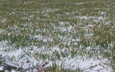 Cinturón Triguero del Medio Oeste: mortandad invernal de trigo debido a baja cobertura de nieve