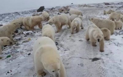 Temor en archipiélago ruso sitiado por osos polares hambrientos