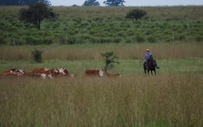 Prevén ascenso de la temperatura, seguido por precipitaciones sobre el este del área agrícola