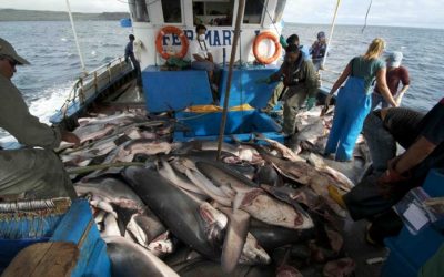 Jefe de la FAO elogia el tratado internacional de lucha contra la pesca ilegal, no declarada y no reglamentada