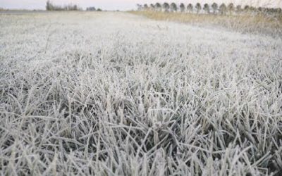 Prevén bajas temperaturas, seguidas por un moderado ascenso y precipitaciones escasas