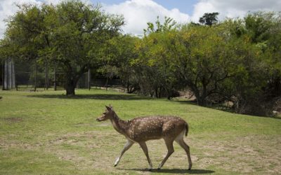 Durante las vacaciones de invierno, ECAS estará abierto al público de martes a domingo 