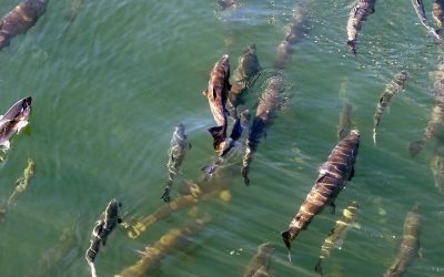 Los océanos de la Tierra se están volviendo más cálidos y más altos, y se está acelerando