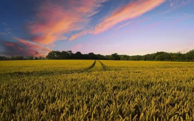 La salud del suelo puede combatir el cambio climático desde cero