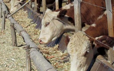 Nueva distorsión que afecta la producción de carne