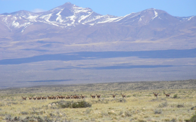 Aumentan tierras públicas en la Reserva Provincial La Payunia, Mendoza, para favorecer la conservación de guanacos