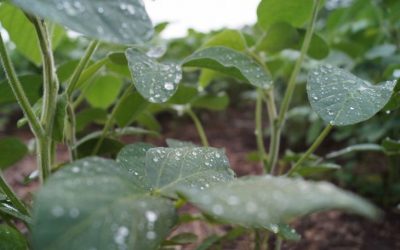 Prevén calor acompañado por precipitaciones escasas en la mayor parte del  área agrícola 