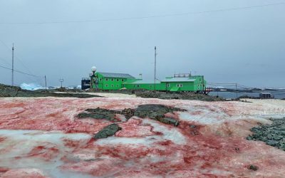 Nieve de sangre invade a una isla de la Antártida