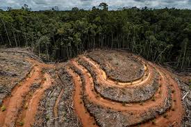 El sector agropecuario argentino frente al desafío de la sostenibilidad