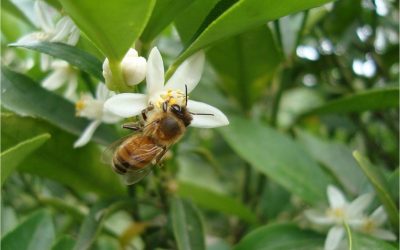 Las abejas: aliadas del ambiente y la productividad