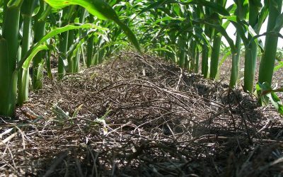 Cómo maximizar la productividad de manera sustentable