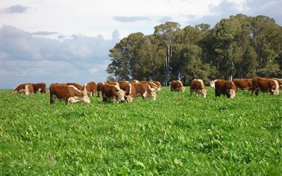 La amenaza del lobby contra la carne vacuna