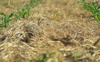 Cómo avanzar hacia una agricultura climáticamente inteligente