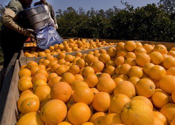 Se certificó el primer envío de naranjas frescas argentinas hacia Guatemala