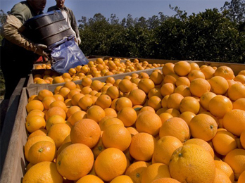 Se certificó el primer envío de naranjas frescas argentinas hacia Guatemala