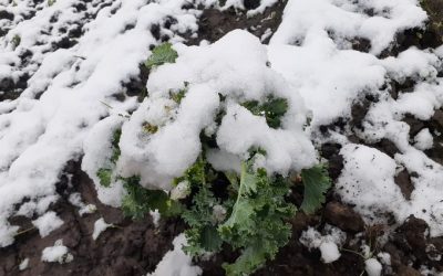 Nieve en Córdoba: el impacto sobre productores hortícolas y la advertencia para los próximos días