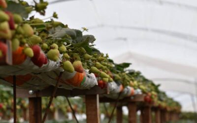 En Santa Fe, buscan cultivar frutillas durante todo el año