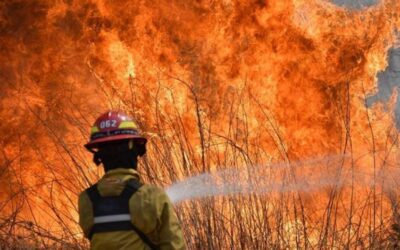 Incendios en el litoral: fuego, cenizas y pérdidas millonarias