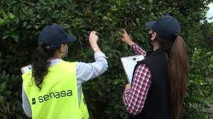 Finalizó la emergencia fitosanitaria por Mosca de los frutos en San Rafael, Mendoza