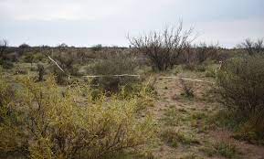 Con sensores remotos monitorean cambios en la vegetación de tierras secas