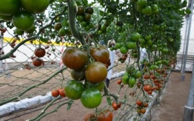 Características y cultivo del tomate Kumato