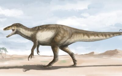 Hallazgo en la Patagonia: encontraron el dinosaurio megaraptor más grande conocido hasta el momento