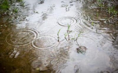 Las lluvias llegarán en la última semana del mes