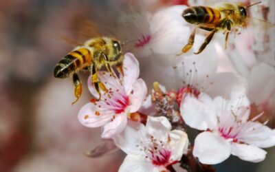 20 de Mayo: ¿Por qué un Día Mundial de las Abejas?