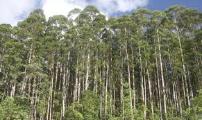 Más Bosques para un futuro más sustentable: Nace la Primera Mesa Carbono Forestal Nacional