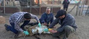 Se asistió a productores y animales afectados por incendios en El Trapiche, San Luis