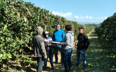 El Renatre detectó importantes irregularidades en la cosecha de limón en Tucumán