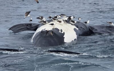 Hallaron seis ballenas muertas en las costas de Puerto Pirámides