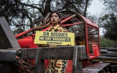 Greenpeace bloqueó cuatro topadoras que arrasaban bosques en Santiago del Estero