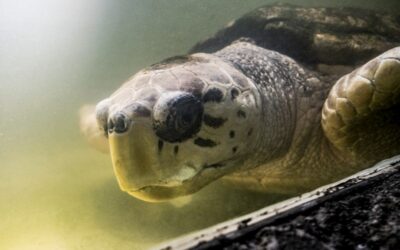 El tortugo “Jorge” será trasladado desde Mendoza a Mar del Plata tras 40 años de cautiverio