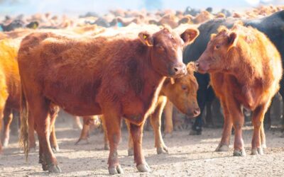 Estrepitoso fracaso del programa de Massa y Bahillo para subsidiar el engorde de ganado en los feedlots: Se anotaron apenas 45 productores que cobrarán 0,6% de los recursos prometidos