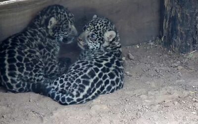 Nacieron en El Impenetrable chaqueño dos yaguaretés que serán trasladados al Iberá