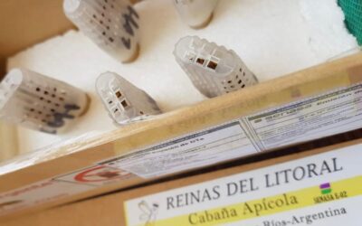 Convenio con el Correo Argentino para el traslado seguro de abejas reina desde cabañas habilitadas