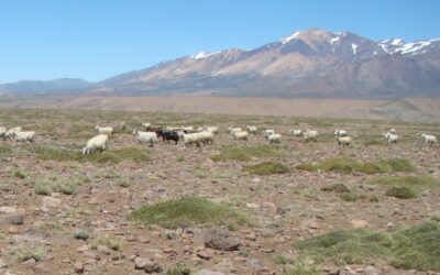 Estudian el impacto de las sequías en la producción de forraje en pastizales